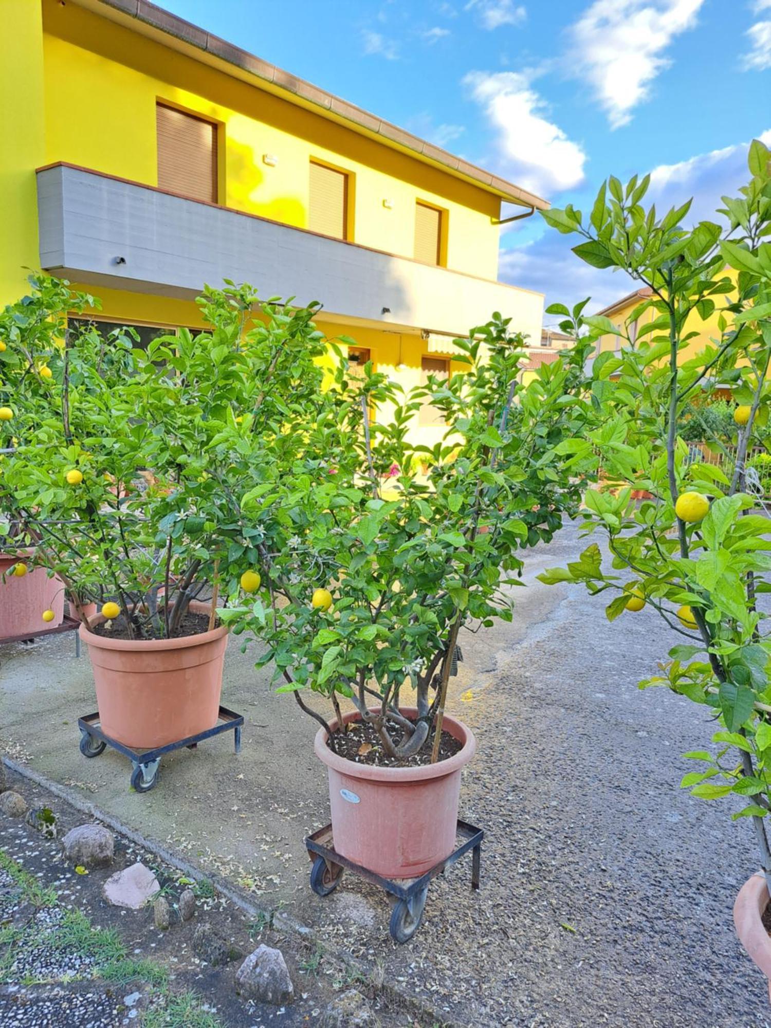 Casa Gli Ulivi Villa Montepulciano Ngoại thất bức ảnh